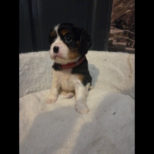 Cavalier King Charles Spaniel - Both