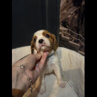 Cavalier King Charles Spaniel - Both