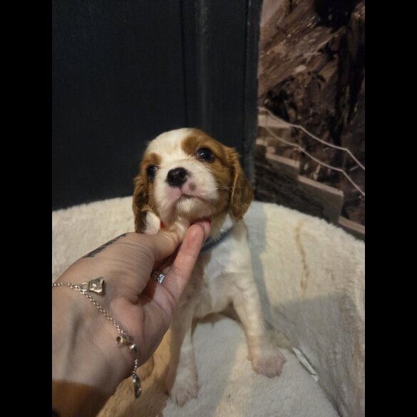 Cavalier King Charles Spaniel - Both