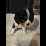 Cavalier King Charles Spaniel - Both