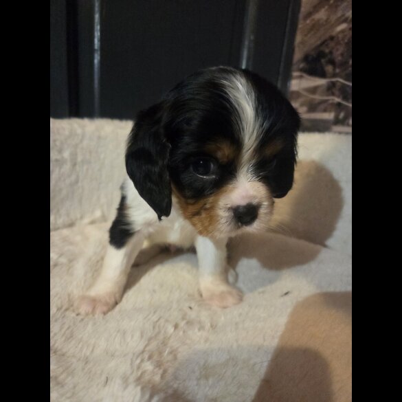 Cavalier King Charles Spaniel - Both
