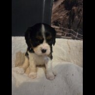 Cavalier King Charles Spaniel - Both