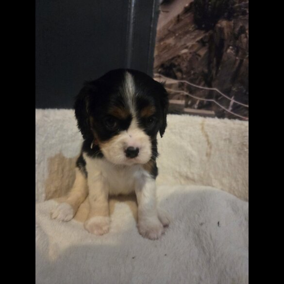 Cavalier King Charles Spaniel - Both
