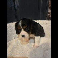 Cavalier King Charles Spaniel - Both