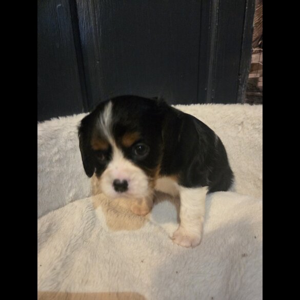 Cavalier King Charles Spaniel - Both