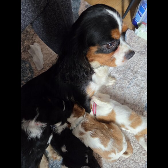 Cavalier King Charles Spaniel - Both