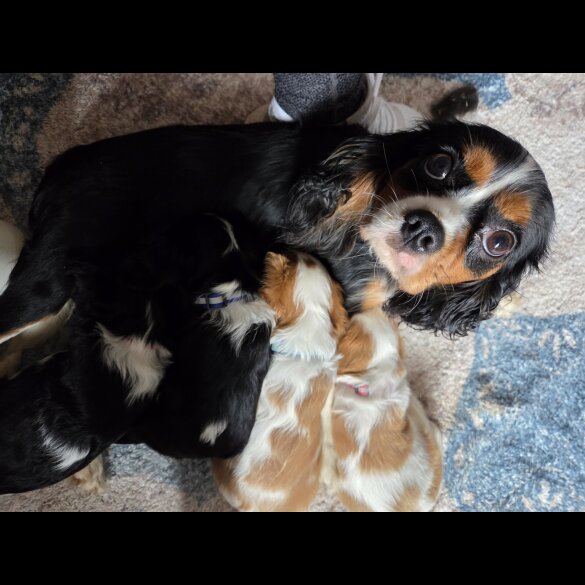 Cavalier King Charles Spaniel - Both