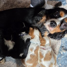Cavalier King Charles Spaniel - Both