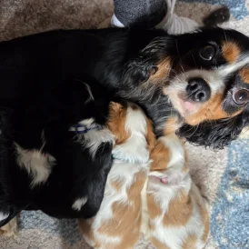 Cavalier King Charles Spaniel - Both