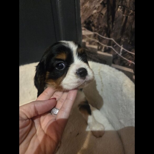 Cavalier King Charles Spaniel - Both