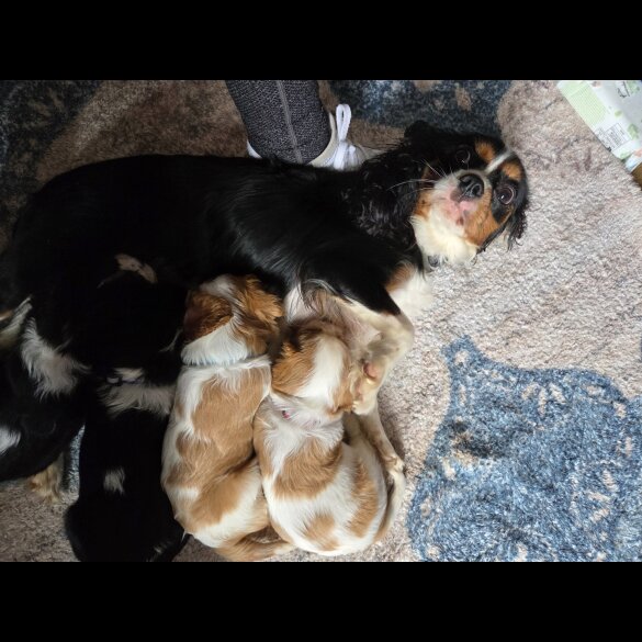 Cavalier King Charles Spaniel - Both