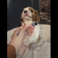 Cavalier King Charles Spaniel - Both