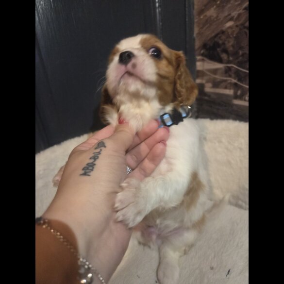 Cavalier King Charles Spaniel - Both