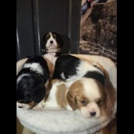 Cavalier King Charles Spaniel - Both