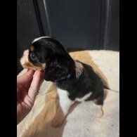 Cavalier King Charles Spaniel - Both