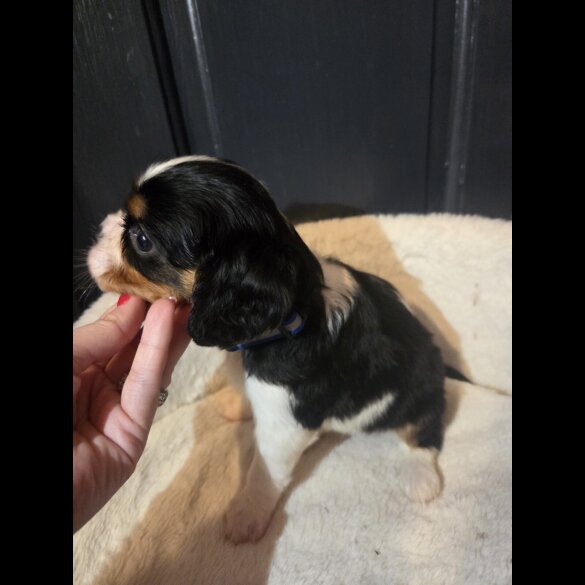 Cavalier King Charles Spaniel - Both