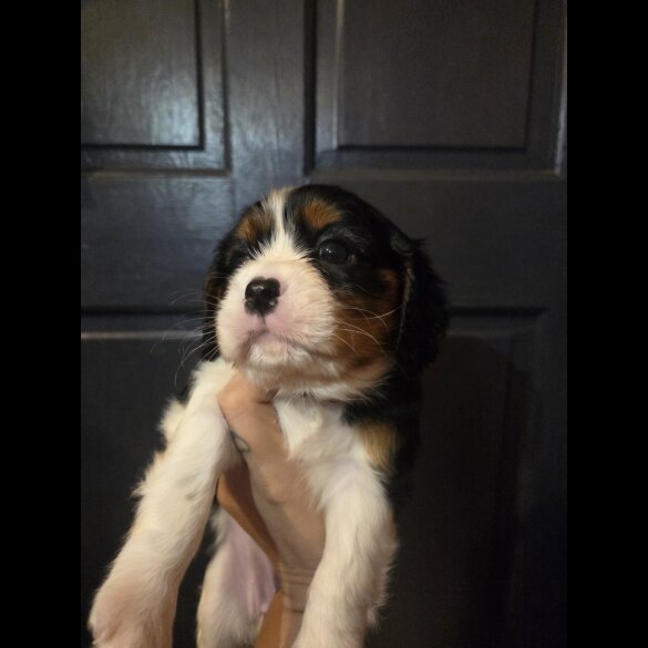 Cavalier King Charles Spaniel - Both