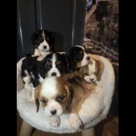Cavalier King Charles Spaniel - Both