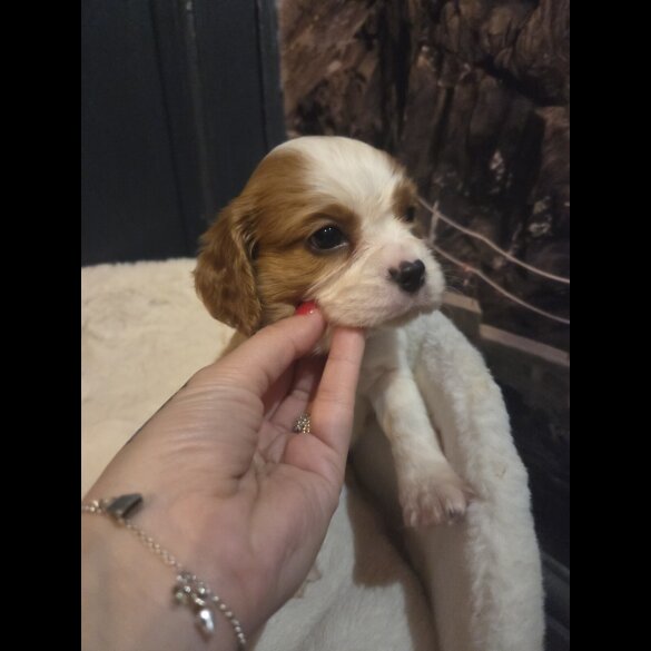 Cavalier King Charles Spaniel - Both