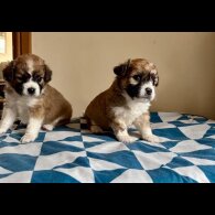 Mixed Breed - Both