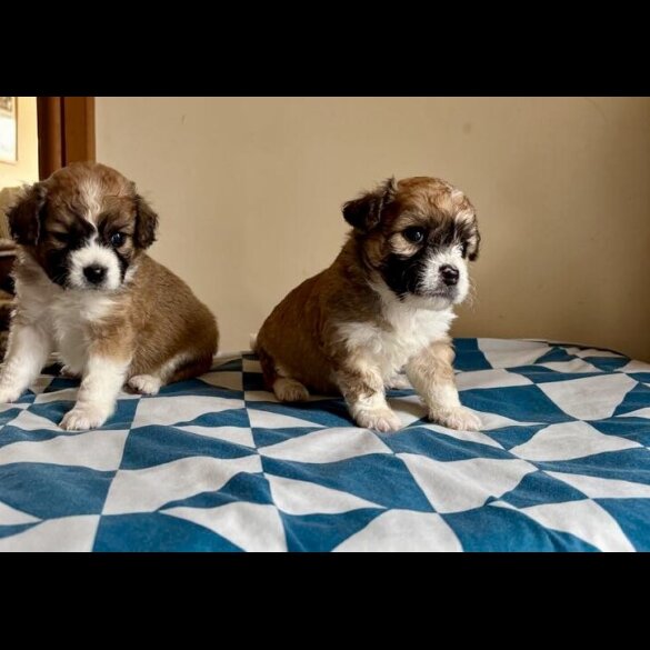 Mixed Breed - Both
