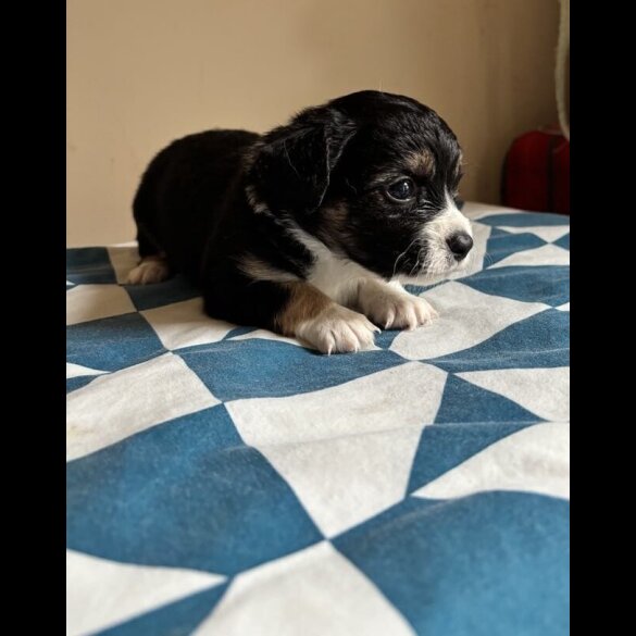 Mixed Breed - Both