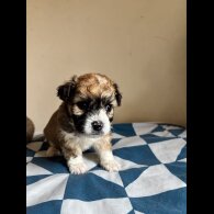 Mixed Breed - Both