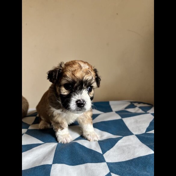 Mixed Breed - Both