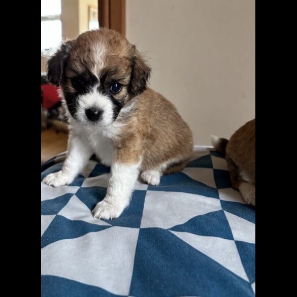 Mixed Breed - Both