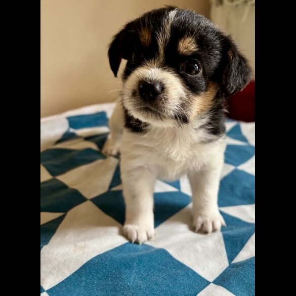 Mixed Breed - Both