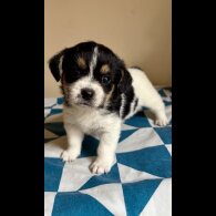 Mixed Breed - Both