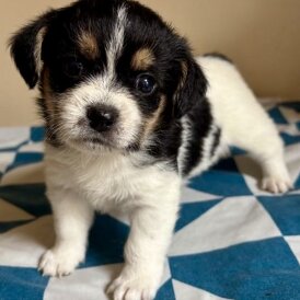 Mixed Breed - Both