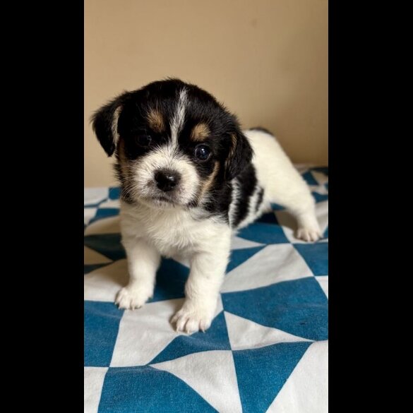 Mixed Breed - Both