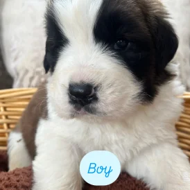 St Bernard - Both
