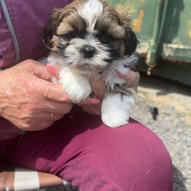 Shih Tzu - Both