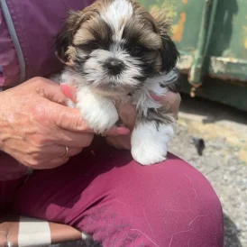 Shih Tzu - Both