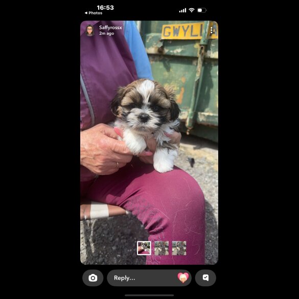 Shih Tzu - Both