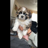 Shih Tzu - Both