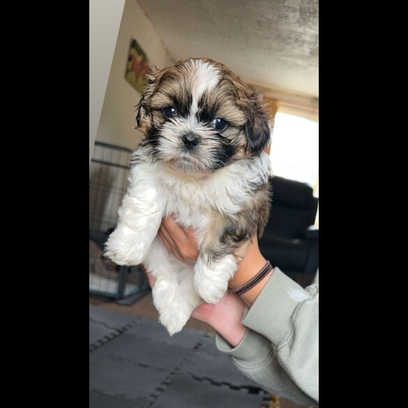 Shih Tzu - Both