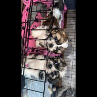 Shih Tzu - Both