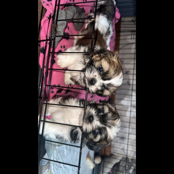 Shih Tzu - Both