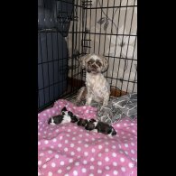 Shih Tzu - Both