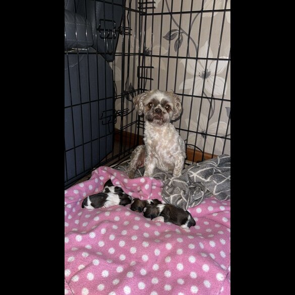 Shih Tzu - Both