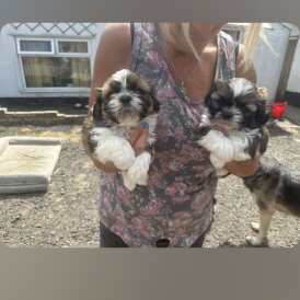 Shih Tzu - Both