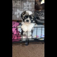 Shih Tzu - Both