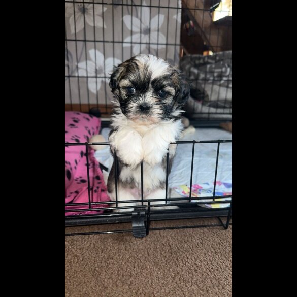 Shih Tzu - Both