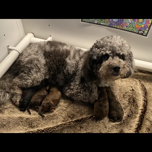 Toy Poodle - Both
