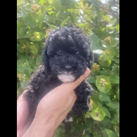 Toy Poodle - Both
