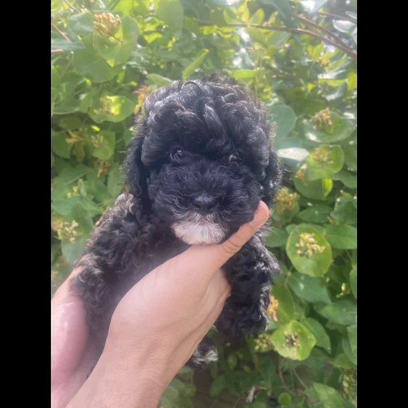 Toy Poodle - Both