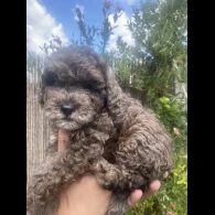 Toy Poodle - Both